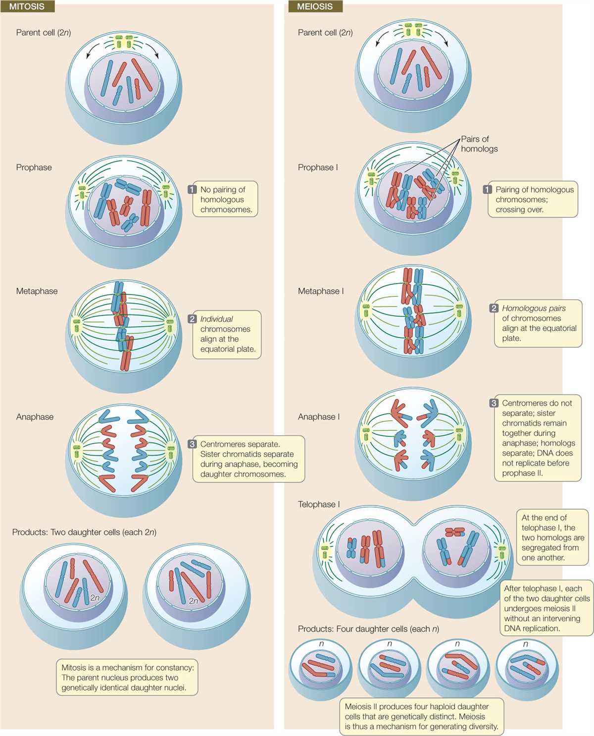 The Definitive Guide To Understanding Meiosis A Visual Diagram Of The