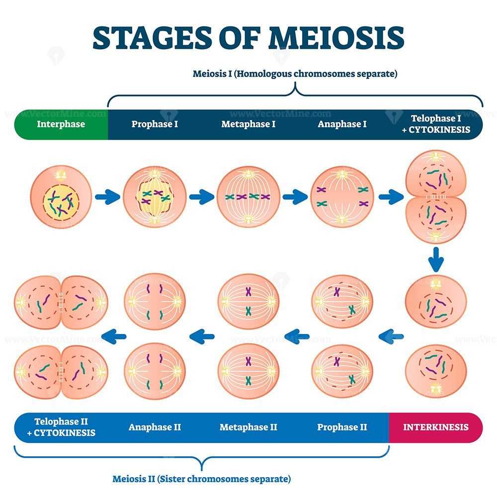 The Definitive Guide To Understanding Meiosis A Visual Diagram Of The